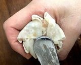 化学調味料無しのヘルシー旨焼売　おかず作り方11写真