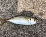 さっぱりアジの開き作り方1写真