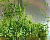 豆苗のジェノベーゼ作り方2写真