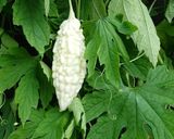 白ゴーヤとハムの中華サラダ!作り方1写真
