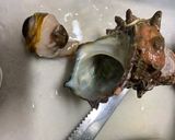 サザエ刺身(サザエを捌こう)作り方4写真