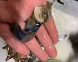 サザエ刺身(サザエを捌こう)作り方5写真