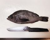 メバルの煮付け作り方1写真