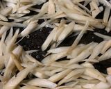 牛肉ゴボウ炒め〜ご飯がススムよ笑作り方3写真
