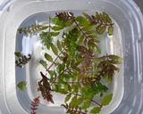 山椒味噌作り方1写真