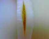 お弁当に。かまぼこ飾り切り作り方6写真