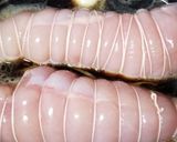 節約おつまみ＆おかず☺鶏胸チャーシュー作り方4写真
