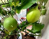 窓辺で育てた自家製レモンの蜂蜜漬け作り方1写真