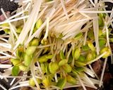 砂肝と豆もやしのにんにく炒め作り方11写真