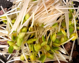 砂肝と豆もやしのにんにく炒め作り方11写真