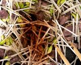 砂肝と豆もやしのにんにく炒め作り方12写真
