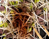 砂肝と豆もやしのにんにく炒め作り方12写真
