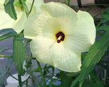 花オクラときゅうりのサラダ作り方1写真