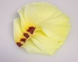 花オクラときゅうりのサラダ作り方3写真
