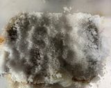 家庭で作る料亭の味塩辛作り方6写真