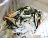 豆あじの唐揚げ作り方5写真