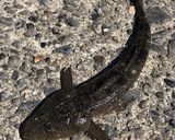 マゴチ唐揚げ、刺身作り方1写真
