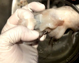 釣り生のマダコの茹で方(タコの下処理)作り方6写真