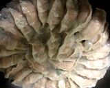 ゴーヤー餃子作り方6写真