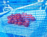 甘じょっぱいドライトマト作り方8写真