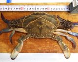 蒸しワタリガニ作り方7写真