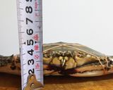 蒸しワタリガニ作り方8写真