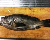 黒メバルの煮付け作り方1写真