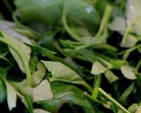 沙茶牛肉と空芯菜のあんかけご飯作り方9写真