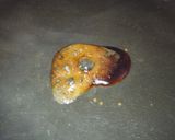 餃子の皮で♪本当に簡単♪醤油煎餅♪作り方2写真