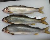 峠の釜めし土鍋で鮎釜めし作り方1写真