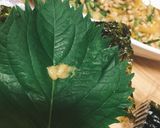 人気NO1レシピ〜納豆スペシャル〜作り方9写真