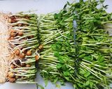 副菜にも付け合わせにも便利なレンチン豆苗作り方1写真
