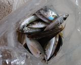 小アジ(生食用)作り方1写真