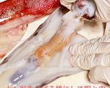 スルメイカの捌き方(刺身編)作り方6写真