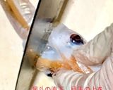 スルメイカの捌き方(刺身編)作り方10写真