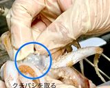 スルメイカの捌き方(刺身編)作り方11写真