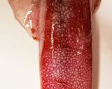 ヤリイカ、ケンサキイカ、シロイカの捌き方作り方1写真