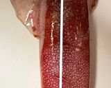 ヤリイカ、ケンサキイカ、シロイカの捌き方作り方4写真