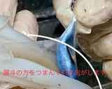 ヤリイカ、ケンサキイカ、シロイカの捌き方作り方8写真
