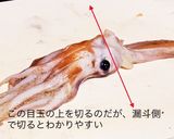 ヤリイカ、ケンサキイカ、シロイカの捌き方作り方9写真