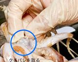 ヤリイカ、ケンサキイカ、シロイカの捌き方作り方11写真