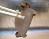 あわびのお刺身:よか魚作り方5写真