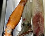 スルメイカの捌き方(刺身編)作り方2写真
