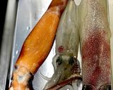 ヤリイカ、ケンサキイカ、シロイカの捌き方作り方2写真