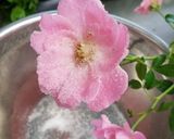 身近な花で作る宝石〜お花の砂糖漬け作り方4写真