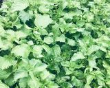 大量消費 ！ 青ジソふりかけ作り方1写真
