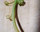 ずいきの下処理作り方3写真