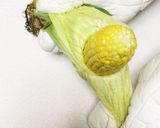超簡単インスタ映えする蒸しとうもろこし作り方4写真