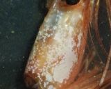 リカちゃんサイズ♡野球シリꕤ海老の赤だし作り方3写真