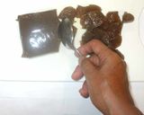 里芋・こんにゃくのごま味噌煮♪簡単作り方2写真